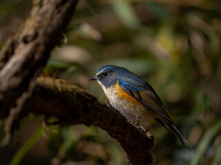 森の中で枯れ木に留まっているルリビタキの雄