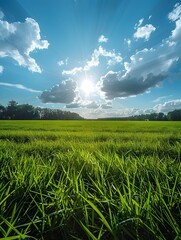Scenic Pastoral Landscape of Lush Grassy Field under Bright Cloudy Sky with Sunlight