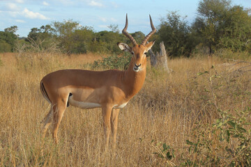 Schwarzfersenantilope / Impala / Aepyceros melampus