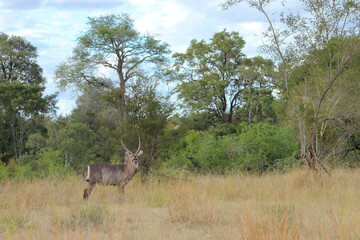Wasserbock / Waterbuck / Kobus ellipsiprymnus