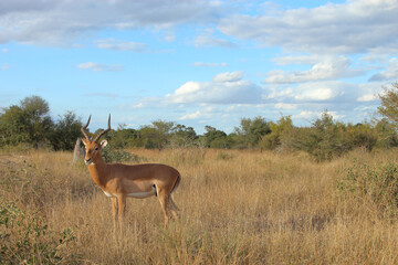 Schwarzfersenantilope / Impala / Aepyceros melampus