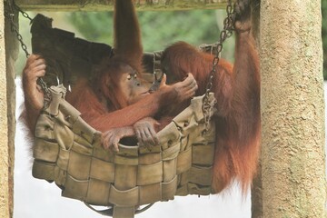 Orangutans are resting in a cradle at a zoo