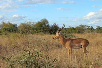 Schwarzfersenantilope / Impala / Aepyceros melampus