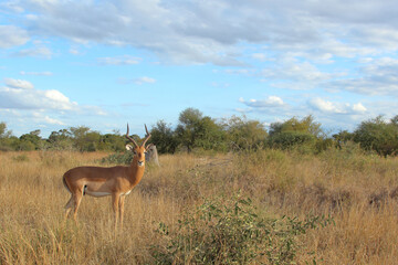 Schwarzfersenantilope / Impala / Aepyceros melampus