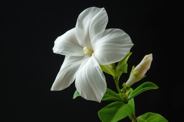 White Flower Black Background. Common Jasmine Isolated with Floral Aesthetic