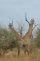Giraffe / Giraffe / Giraffa camelopardalis
