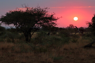Sonnenaufgang - Krüger Park - Südafrika / Sunrise - Kruger Park - South Africa /