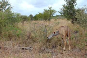 Großer Kudu / Greater kudu / Tragelaphus strepsiceros