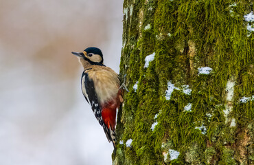 Great spotted woodpecker (Dendrocopos major) looking at camera