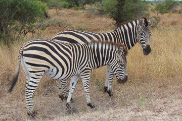 Steppenzebra / Burchell's zebra / Equus quagga burchellii