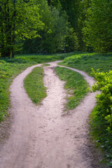 Forest path forks into three trails then reconverges into one