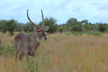 Wasserbock / Waterbuck / Kobus ellipsiprymnus