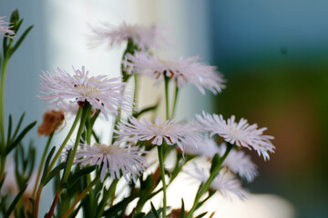 Yellow flower with smooth background