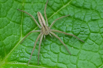 Closeup on an oblong running or slender crab spider, Tibellus oblongus, on a green leaf in Oregon, USA