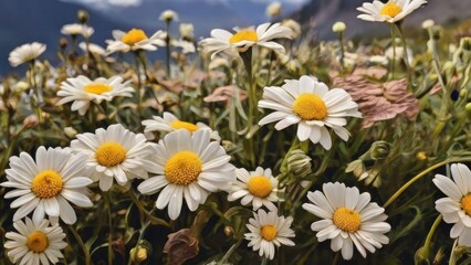 Obraz premium Seasonal Flowers Macro Shot
