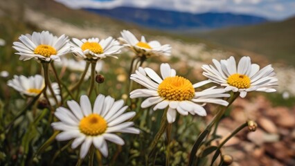 Fototapeta premium Lush Greenery with Daisies