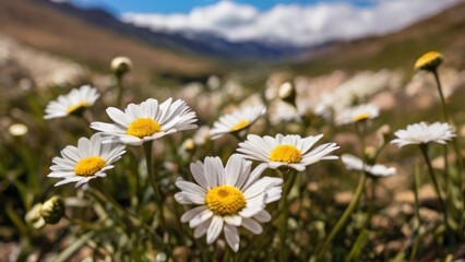 Fototapeta premium Lush Greenery with Daisies