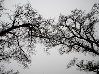 View from Below of a Tangle of Dry Branches during the Winter of Tall Trees and the white Sky in the background