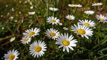 Fototapeta premium Pure White Daisies in Bloom