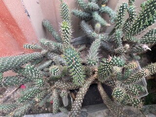 dilapidated garden of green cactus with wall