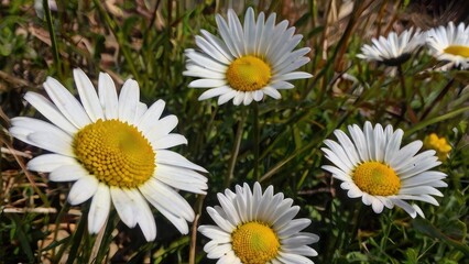 Fototapeta premium Vibrant Daisy Blossoms