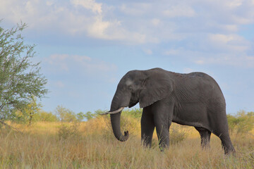 Obraz premium Afrikanischer Elefant / African elephant / Loxodonta africana