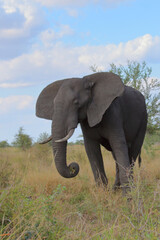 Obraz premium Afrikanischer Elefant / African elephant / Loxodonta africana