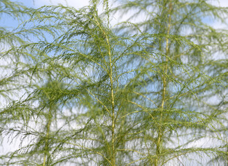 アスパラガス　葉模様