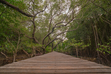 Obraz premium Wooden bridge walkway in wetlands