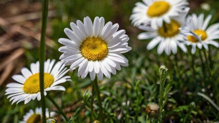 Obraz premium Delicate Floral Background