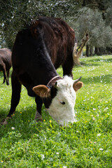 cows graze on a green field in sunny weather. HQ