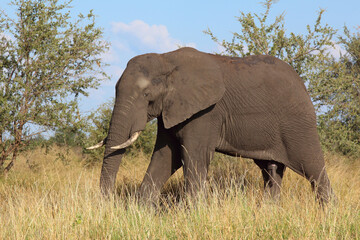 Fototapeta premium Afrikanischer Elefant / African elephant / Loxodonta africana