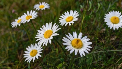 Obraz premium Fresh Spring Daisies