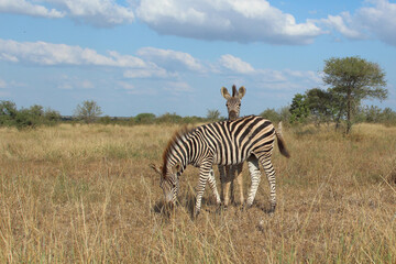 Fototapeta na wymiar Steppenzebra / Burchell's zebra / Equus quagga burchellii.