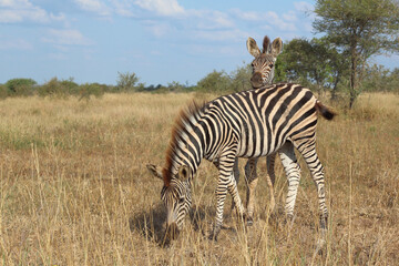 Steppenzebra / Burchell's zebra / Equus quagga burchellii.