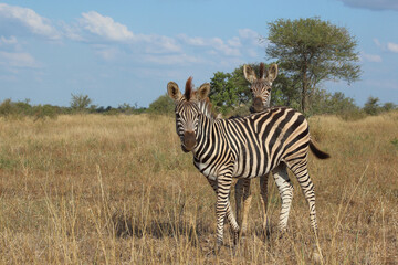Steppenzebra / Burchell's zebra / Equus quagga burchellii.