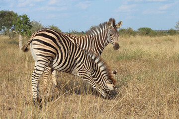 Steppenzebra / Burchell's zebra / Equus quagga burchellii.