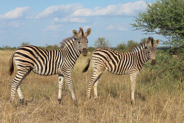 Steppenzebra / Burchell's zebra / Equus quagga burchellii.