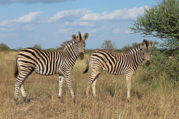 Steppenzebra / Burchell's zebra / Equus quagga burchellii.