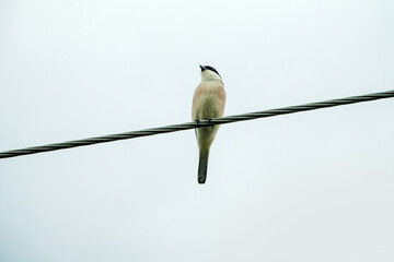 The Lesser gray shrike (Lanius minor) sits on electric wires. Crimea steppe