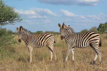 Steppenzebra / Burchell's zebra / Equus quagga burchellii.