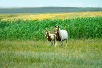 Beautiful thoroughbred horses are raised in the Crimea. A piebald mare with a piebald foal in a...