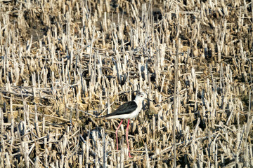 Black-winged stilts (Himantopus himantopus) as inhabitants of heavily polluted water bodies (sewage...