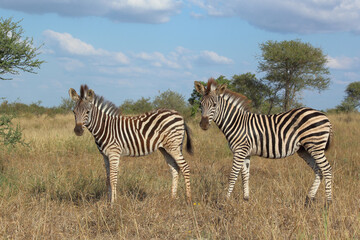Steppenzebra / Burchell's zebra / Equus quagga burchellii.