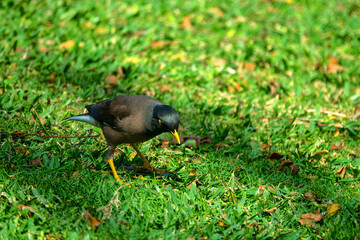 Indian myna (Acridotheres tristis) in Abu Dhabi