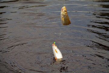 Roach. Gambling fishing on the river in the evening. Leger rig evening biting, bottom line set up....