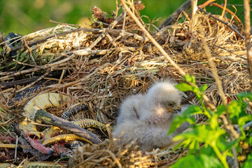 Long-legged buzzard (Buteo rufinus) nestlings are 5 days old, elder's eyes are open. Parents...