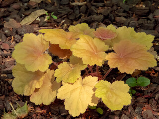 Heuchera or alumroot or coral bells ornamental plant