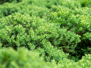 Juniperus procumbens plant branches closeup.