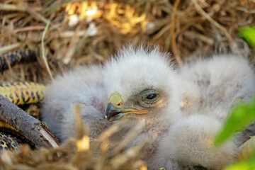 Long-legged buzzard (Buteo rufinus) nestlings are 5 days old, elder's eyes are open. White chicks...